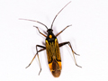 Miris striatus